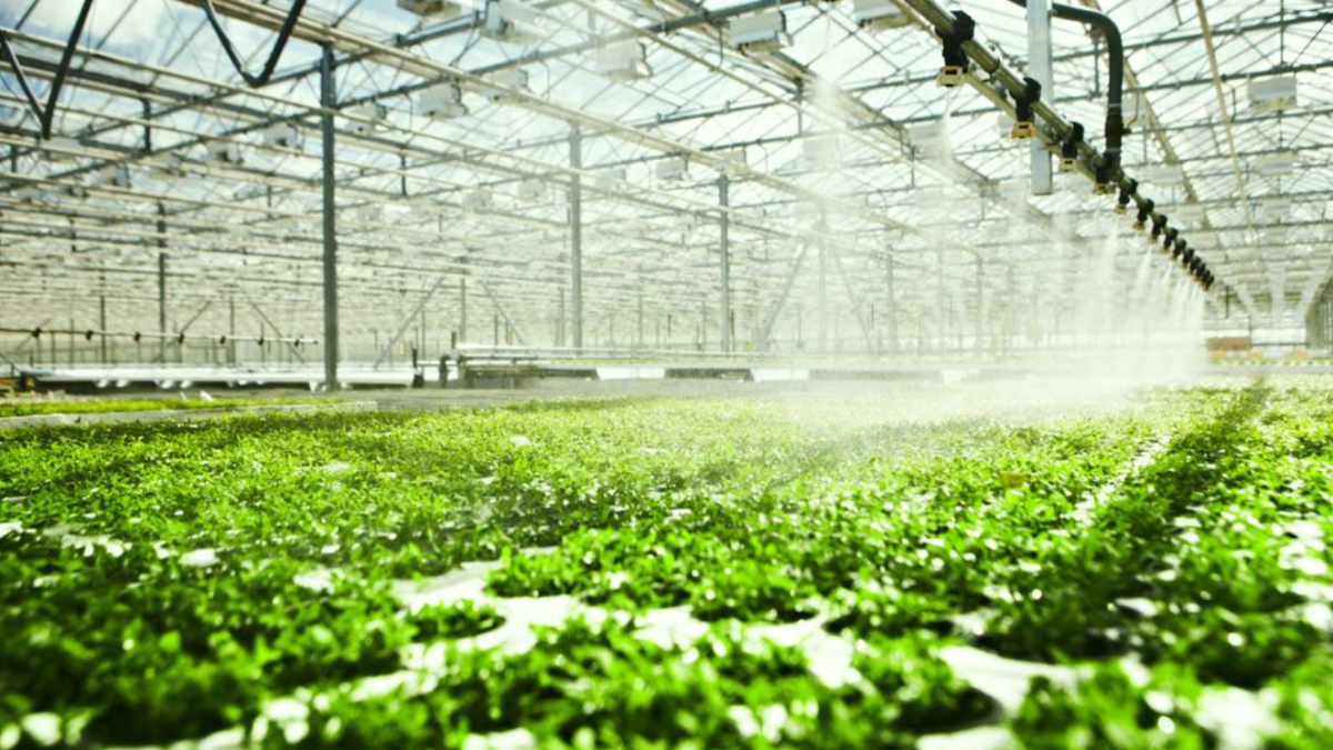 CO2 FERTILISER